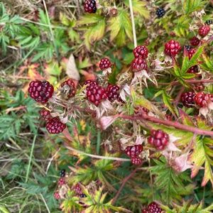 Closet Info and Policies!